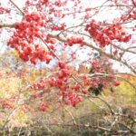 たわわに実るマユミの果実=岡山県鏡野町、県立森林公園で