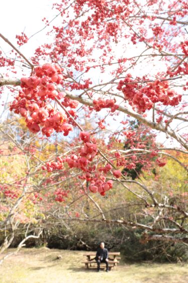 たわわに実るマユミの果実=岡山県鏡野町、県立森林公園で