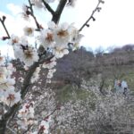 梅の花の開花が進む園内