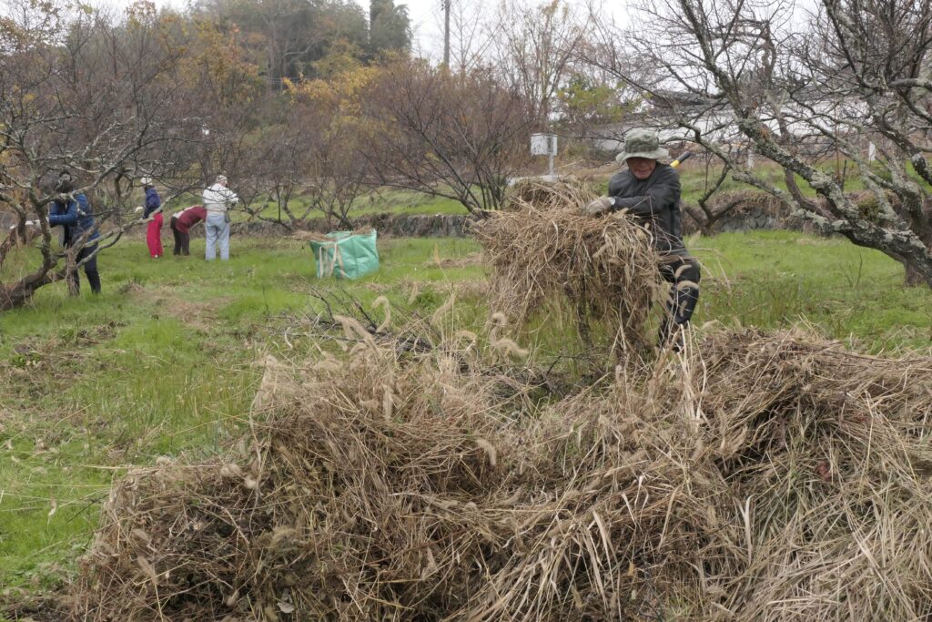 ツタや枯草を集めて清掃に励む住民