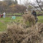 ツタや枯草を集めて清掃に励む住民