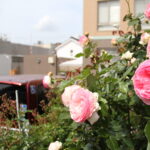 美しい花を咲かせた中央記念病院花壇のバラ＝岡山県津山市で