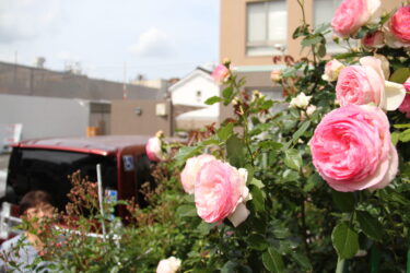 美しい花を咲かせた中央記念病院花壇のバラ＝岡山県津山市で