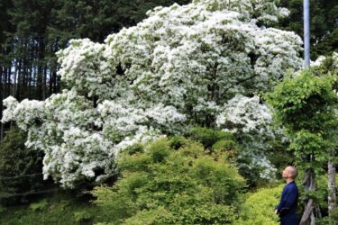 真っ白な花をたわわに咲かせたヒトツバタゴ＝岡山県津山市、少林寺で