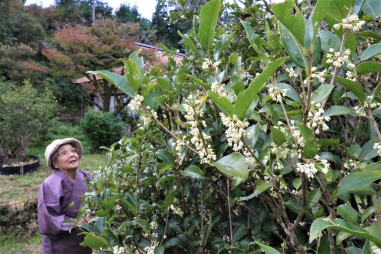 咲き始めた本光寺のギンモクセイ=岡山県津山市で