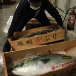 正月用のブリが多数入荷した山一水産=岡山県津山市、28日早朝