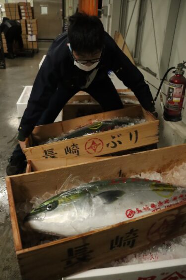 正月用のブリが多数入荷した山一水産=岡山県津山市、28日早朝
