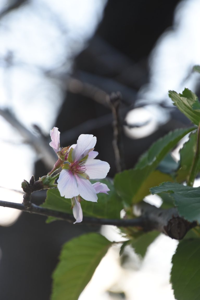 鶴山公園、ソメイヨシノなど季節外れの花