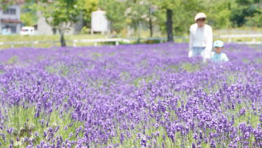 園内を青紫に彩るラベンダーの花＝岡山県美咲町、まきばの館で