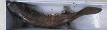 真庭市でオオサンショウウオの交雑種初確認