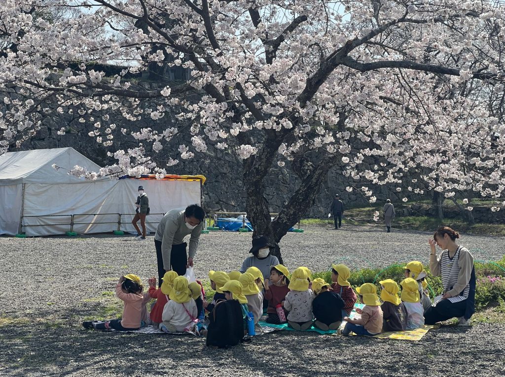 本丸の桜の木陰で花見をする園児たち
