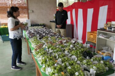 大粒ぞろいの新鮮なブドウが並ぶ直売所=岡山県津山市で