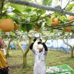 久米地域で本格化している新高梨の収穫作業＝岡山県津山市アクト神代村のほ場で