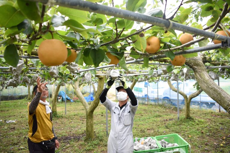 久米地域で本格化している新高梨の収穫作業＝岡山県津山市アクト神代村のほ場で