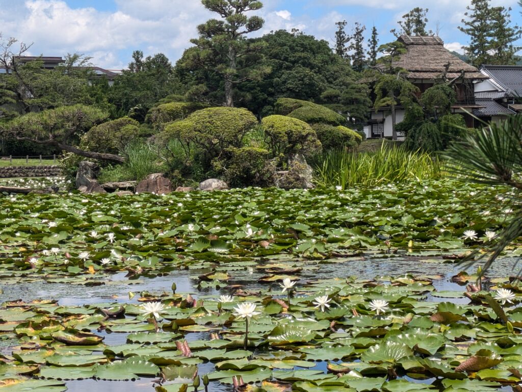 衆楽園の池を彩る純白の花々