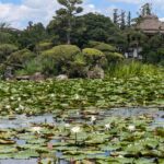 衆楽園の池を彩る純白の花々