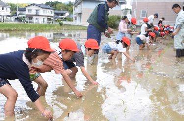 おいしいお米に　小学生が田植え体験　素足で田へ「泥がぬるぬる」／岡山・津山市