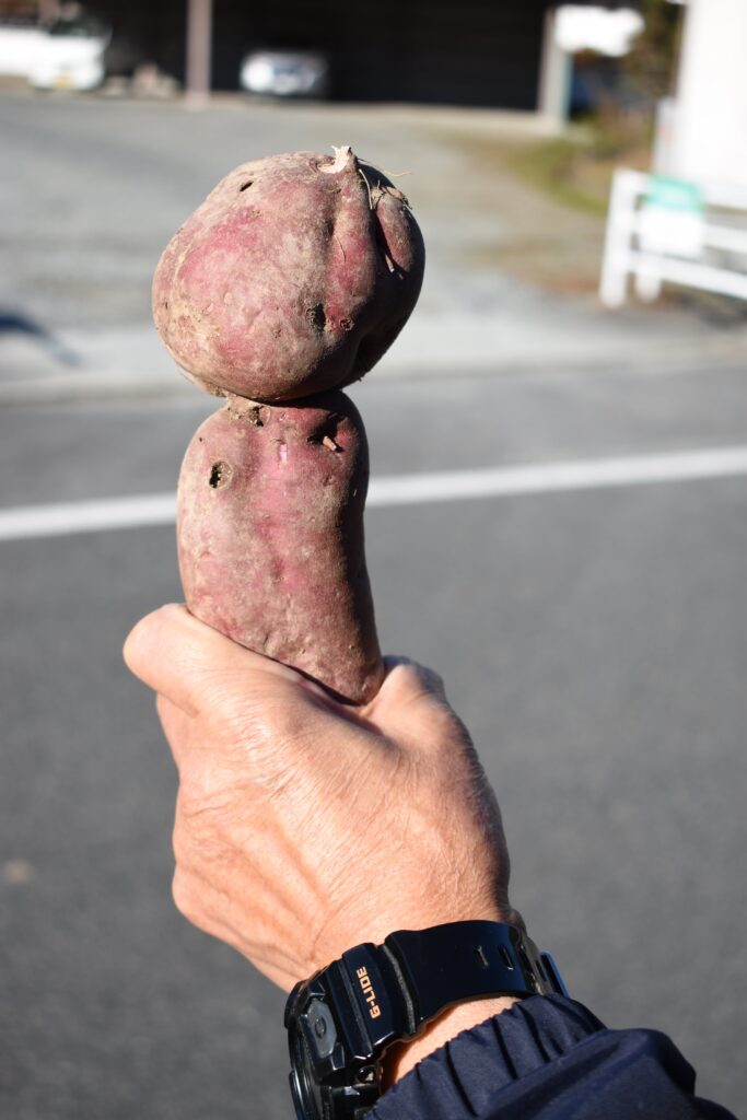 マイクのような形をしたサツマイモ