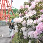色とりどりに咲く花を愛でながら散策を楽しむ来園者=岡山県真庭市で