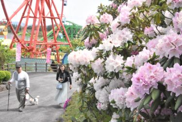 色とりどりに咲く花を愛でながら散策を楽しむ来園者=岡山県真庭市で