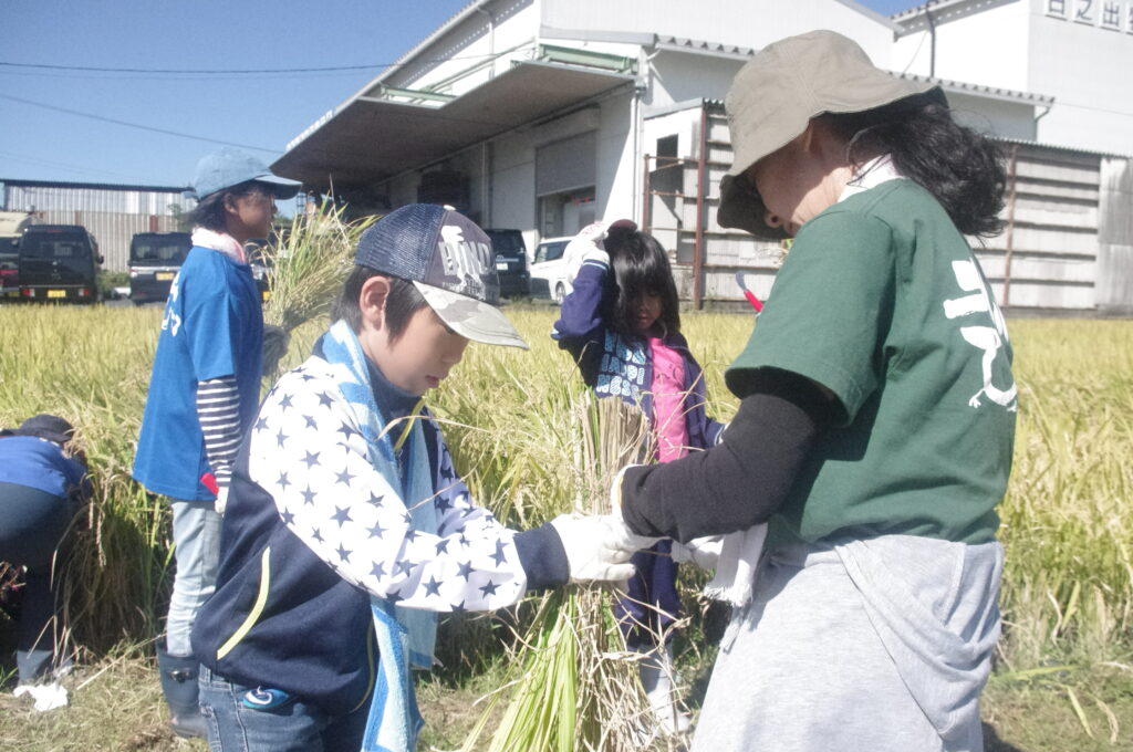 収穫した稲を束ねる参加者