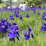 境内の広場で咲き誇るアヤメ
