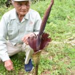 珍しいコンニャクの花=岡山県津山市で