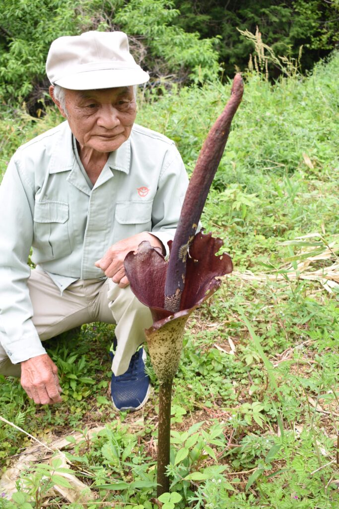 珍しいコンニャクの花=岡山県津山市で