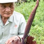 珍しいコンニャクの花=岡山県津山市で