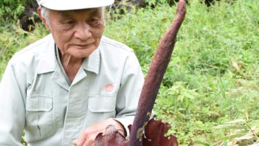 珍しいコンニャクの花=岡山県津山市で