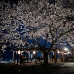 ロマンチックな夜桜と美しい津山の夜景