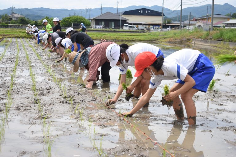 田植えを体験する誠道小の児童たち