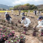 花壇の周囲に葉ボタンを植える生徒たち