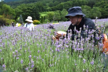 西日本最大級の5000株　ラベンダー見頃　人気の「摘み取り体験」も／岡山・真庭市　