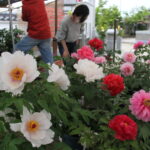 美しく咲くボタンを観賞する参拝者