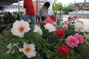 美しく咲くボタンを観賞する参拝者