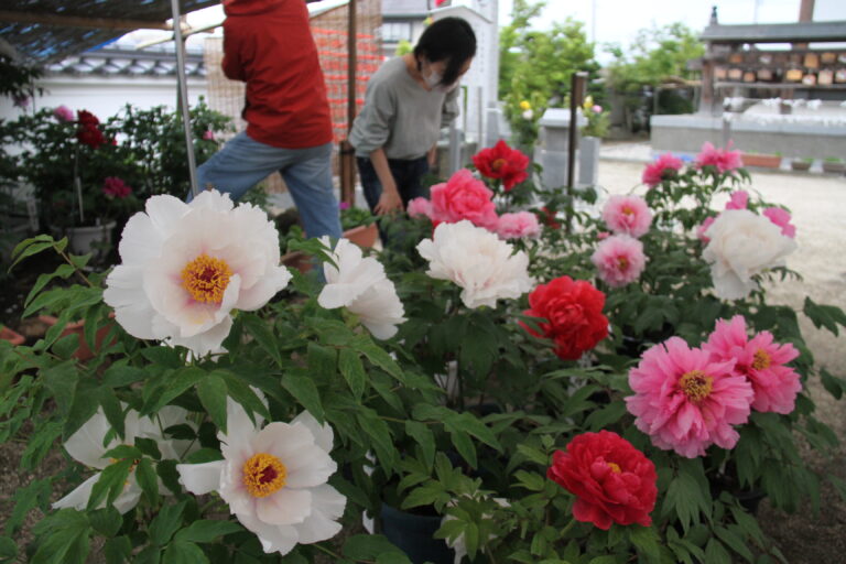 美しく咲くボタンを観賞する参拝者