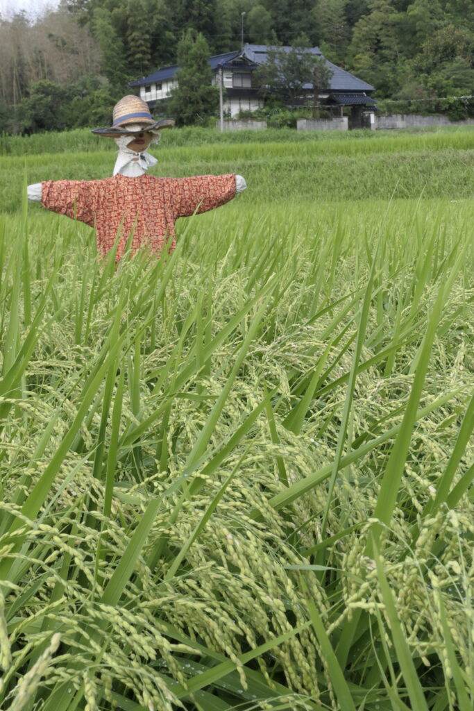 炎天下で稲穂を見守るかかし