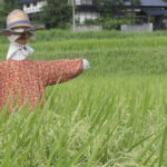 炎天下で稲穂を見守るかかし=岡山県津山市で