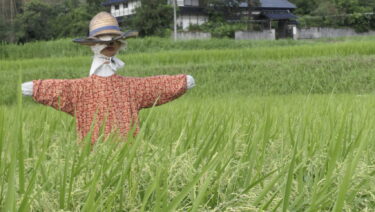 炎天下で稲穂を見守るかかし=岡山県津山市で