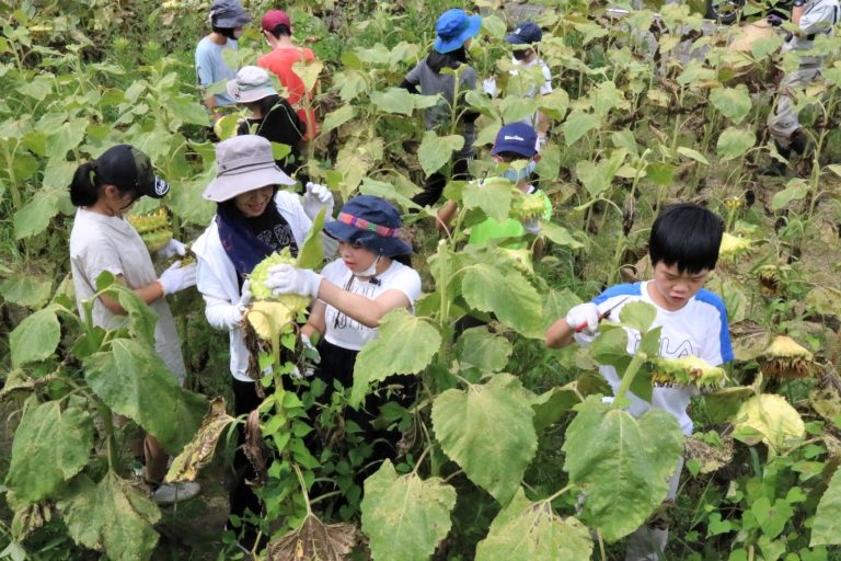 福島に贈るヒマワリの種を収穫する参加者