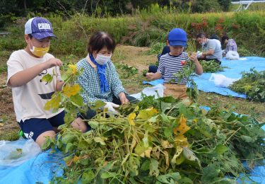 田邑で枝豆収穫体験