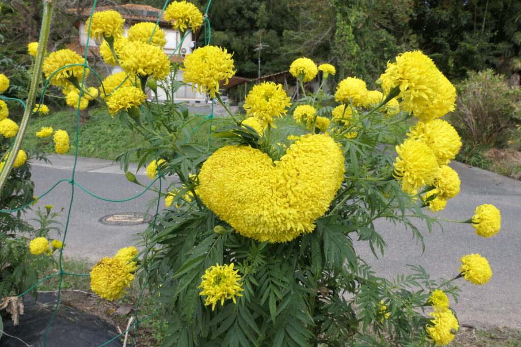 同種の花と比べて存在感を放つハートのマリーゴールド