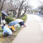 念入りに清掃を行った津山さくらまつりの主会場