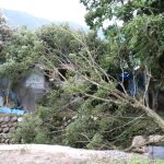 台風10号による強風の影響で、樹木の倒伏