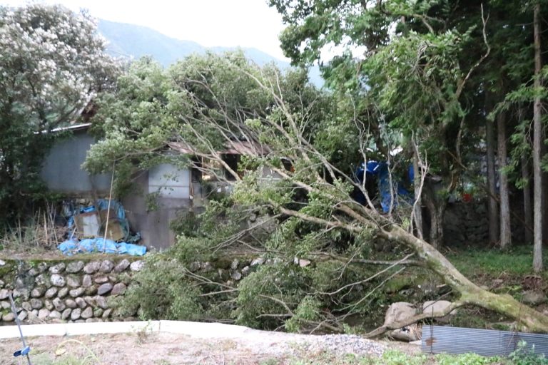 台風10号による強風の影響で、樹木の倒伏