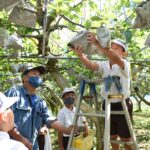 新高梨を収穫する児童たち＝岡山・津山市で