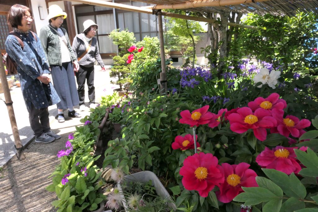 色鮮やかなシャクヤクの花
