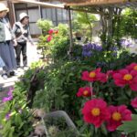 色鮮やかなシャクヤクの花