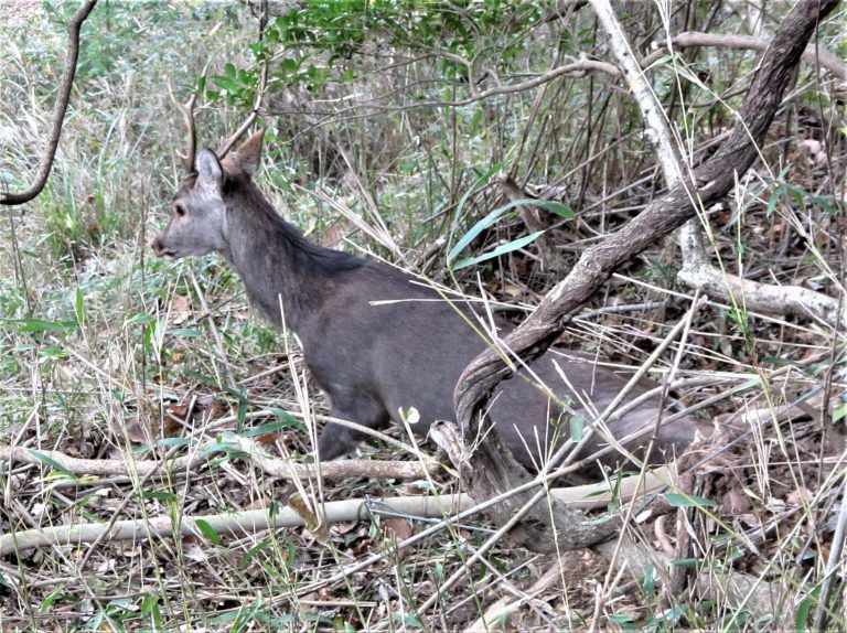 ニホンジカ県内推定生息数